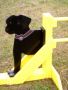 Hunde Hindernis 